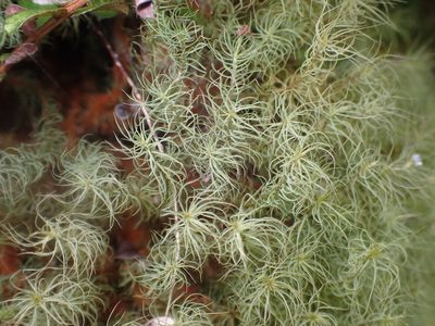 Bartramia mossmaniana, photographed by Paul Bell-Butler