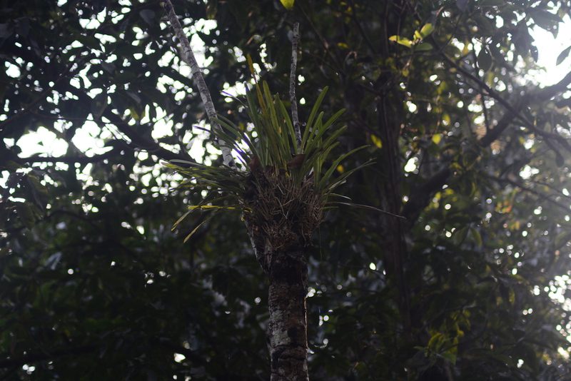 Cymbidium aloifolium, photographed by S.MORE