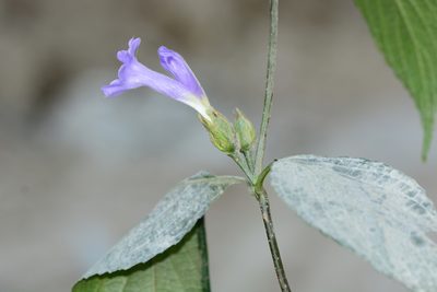 Strobilanthes capitata, photographed by S.MORE