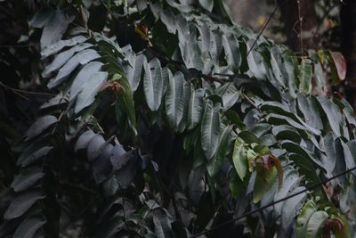 Duabanga grandiflora, photographed by S.MORE