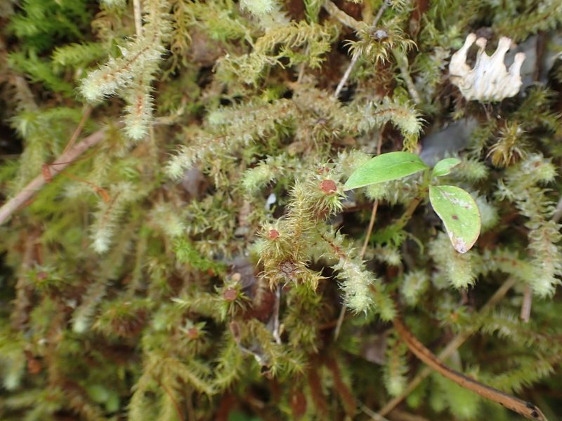 Breutelia pendula, photographed by Paul Bell-Butler