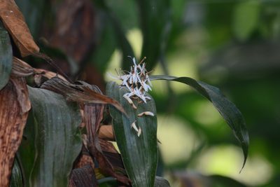 Coelogyne porrecta, photographed by S.MORE
