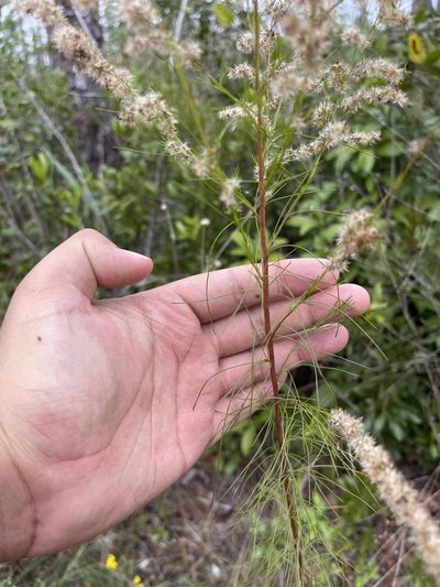 Eupatorium leptophyllum, photographed by Brandon Corder