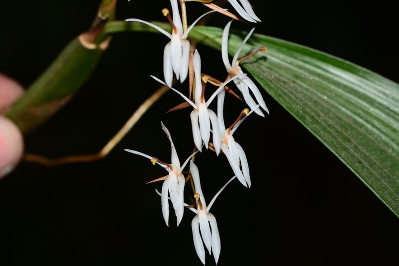 Coelogyne porrecta, photographed by S.MORE