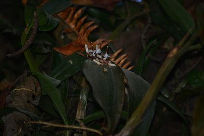 Coelogyne porrecta, photographed by S.MORE