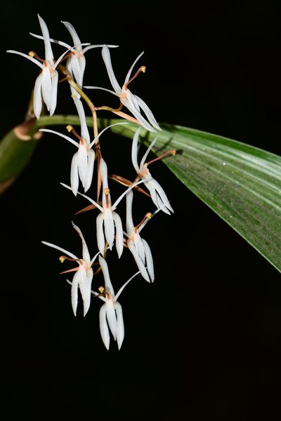 Coelogyne porrecta, photographed by S.MORE