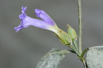 Strobilanthes capitata, photographed by S.MORE