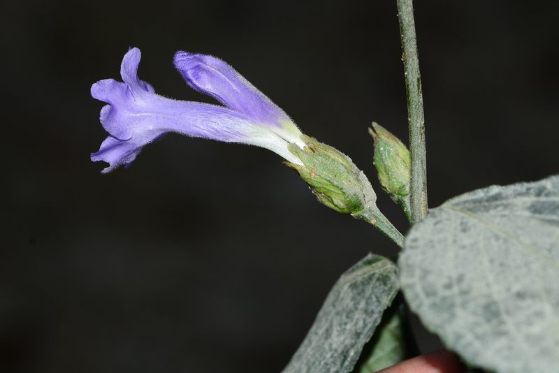 Strobilanthes capitata, photographed by S.MORE