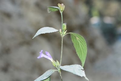 Strobilanthes capitata, photographed by S.MORE