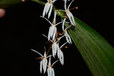Coelogyne porrecta, photographed by S.MORE