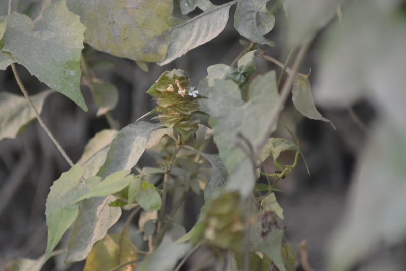 Phaulopsis dorsiflora, photographed by S.MORE