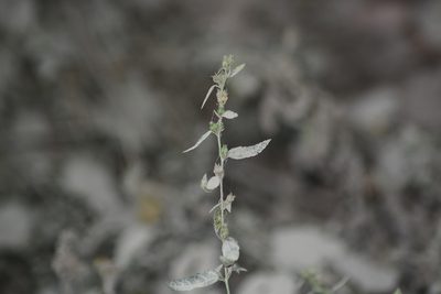 Sida acuta, photographed by S.MORE