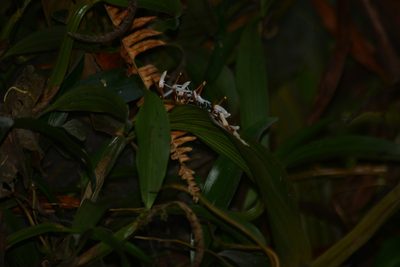 Coelogyne porrecta, photographed by S.MORE