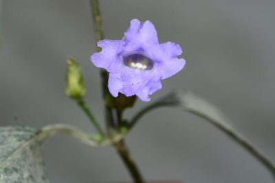 Strobilanthes capitata, photographed by S.MORE