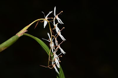 Coelogyne porrecta, photographed by S.MORE
