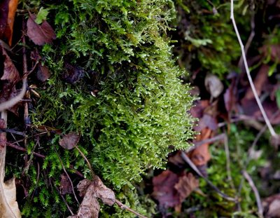 Alleniella complanata, photographed by carnifex
