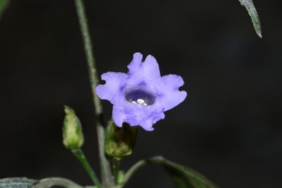 Strobilanthes capitata, photographed by S.MORE