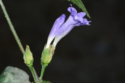 Strobilanthes capitata, photographed by S.MORE