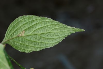 Strobilanthes capitata, photographed by S.MORE