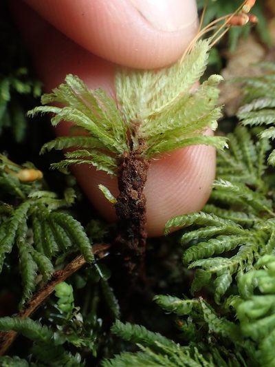 Hypopterygium didictyon, photographed by Paul Bell-Butler