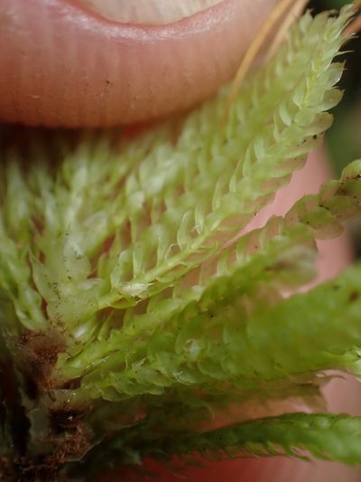 Hypopterygium didictyon, photographed by Paul Bell-Butler