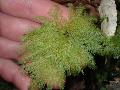 Dendrohypopterygium filiculiforme, photographed by Paul Bell-Butler
