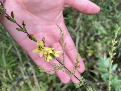 Seymeria cassioides, photographed by Shelby Lyn Sanders
