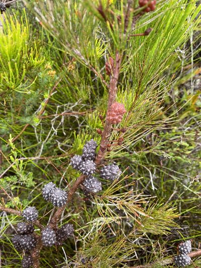 Allocasuarina thalassoscopica, photographed by Richard Fuller