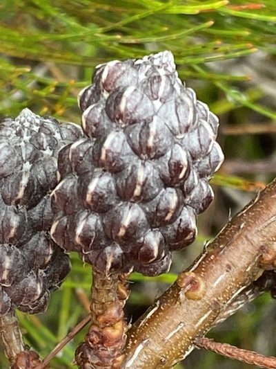 Allocasuarina thalassoscopica, photographed by Richard Fuller