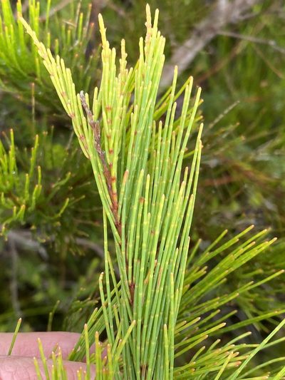 Allocasuarina thalassoscopica, photographed by Richard Fuller