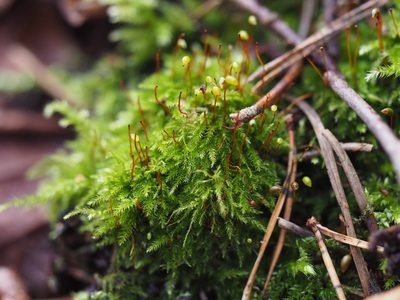 Brachytheciastrum velutinum, photographed by carnifex