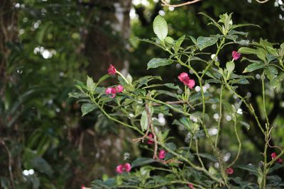 Palicourea elata, photographed by Ashwin Srinivasan