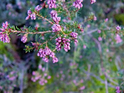 Erica australis, photographed by Noa