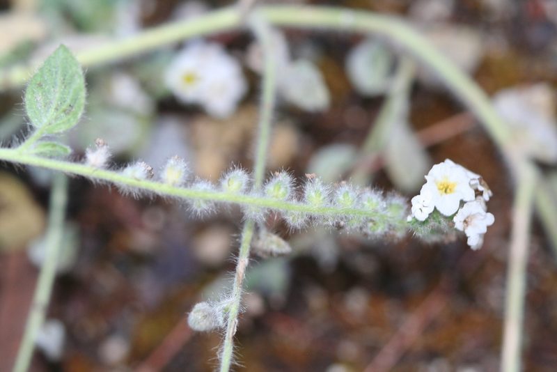 Heliotropium hirsutissimum, photographed by Edmundas Greimas