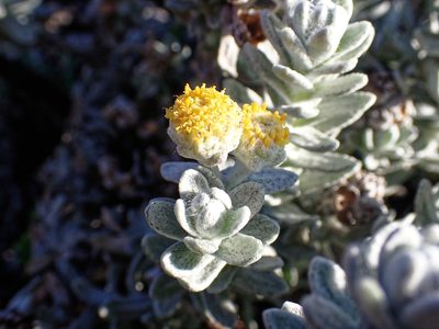 Achillea maritima, photographed by Donald Davesne