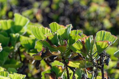 Pelargonium cucullatum, photographed by Donald Davesne