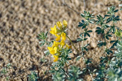 Lotus creticus, photographed by Donald Davesne