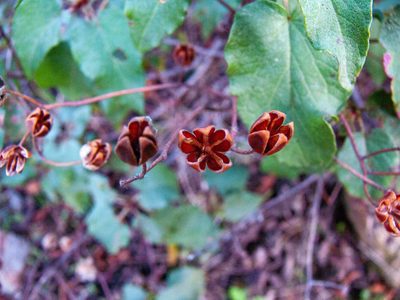 Cistus populifolius, photographed by Noa