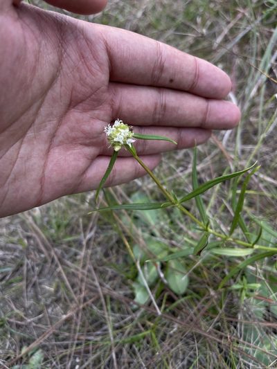 Spermacoce neoterminalis, photographed by Brandon Corder