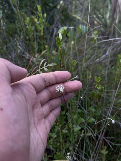 Melanthera parvifolia, photographed by Brandon Corder
