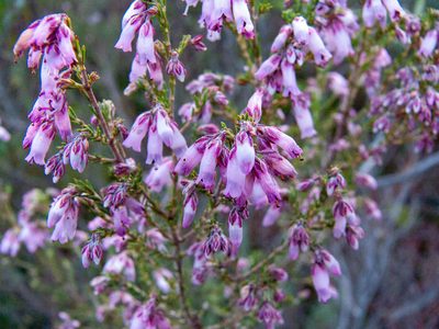 Erica australis, photographed by Noa