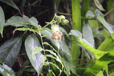 Kohleria tigridia, photographed by Ashwin Srinivasan