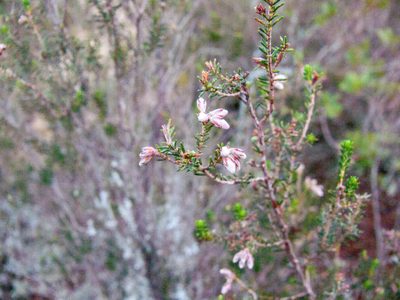 Erica australis, photographed by Noa