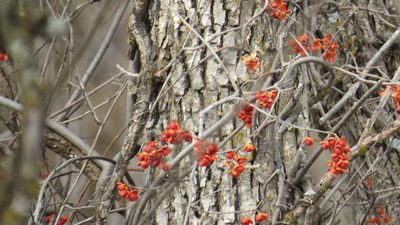 Celastrus scandens, photographed by Marilynn Miller