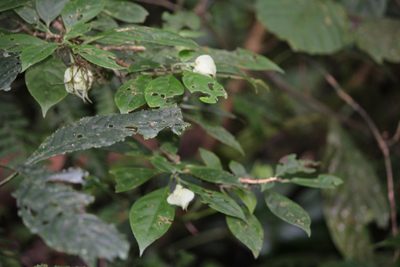 Drymonia rubra, photographed by Ashwin Srinivasan