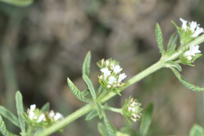 Lippia turbinata, photographed by aacocucci