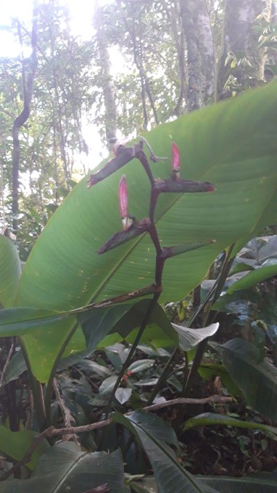 Heliconia metallica, photographed by keesgroenendijk