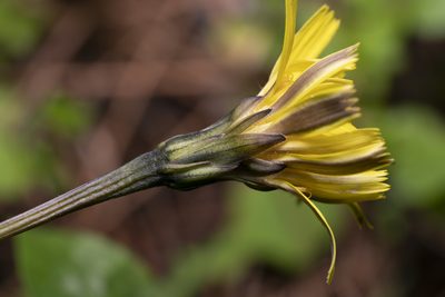 Leontodon tuberosus, photographed by Eleftherios Katsillis
