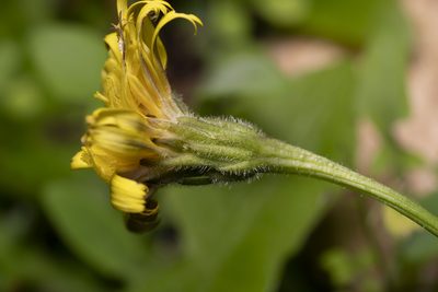 Leontodon tuberosus, photographed by Eleftherios Katsillis