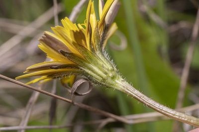 Leontodon tuberosus, photographed by Eleftherios Katsillis
